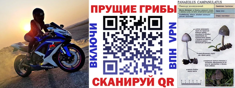 OMG зеркало  Чкаловск  Псилоцибиновые грибы Cubensis 